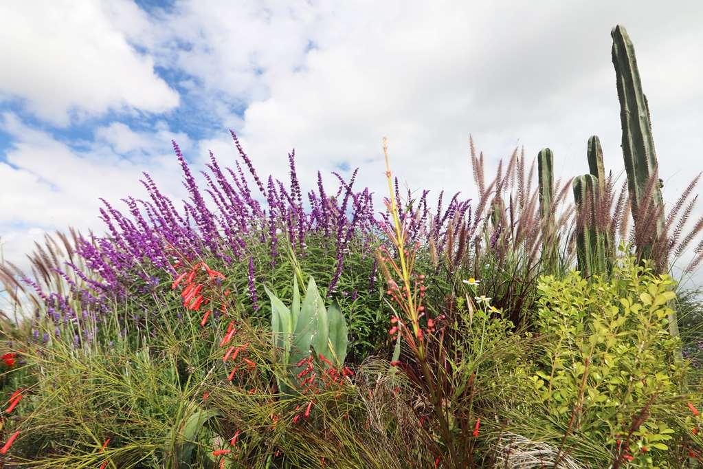 Albor San Miguel De Allende Tapestry Collection By Hilton Extérieur photo